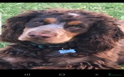 Sprocker dogs for sale: My lady has had beautiful 3 sprocker spaniel pups  - Image 12