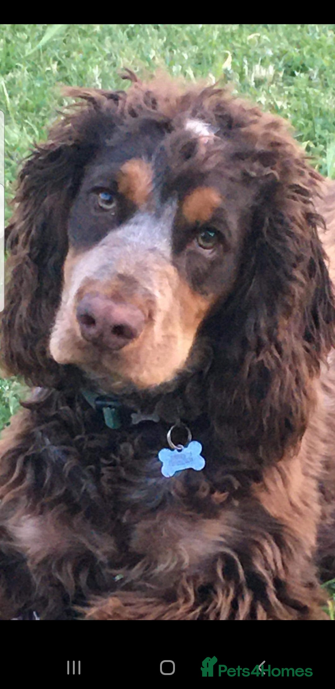 Sprocker dogs for sale: My lady has had beautiful 3 sprocker spaniel pups  - Image 12