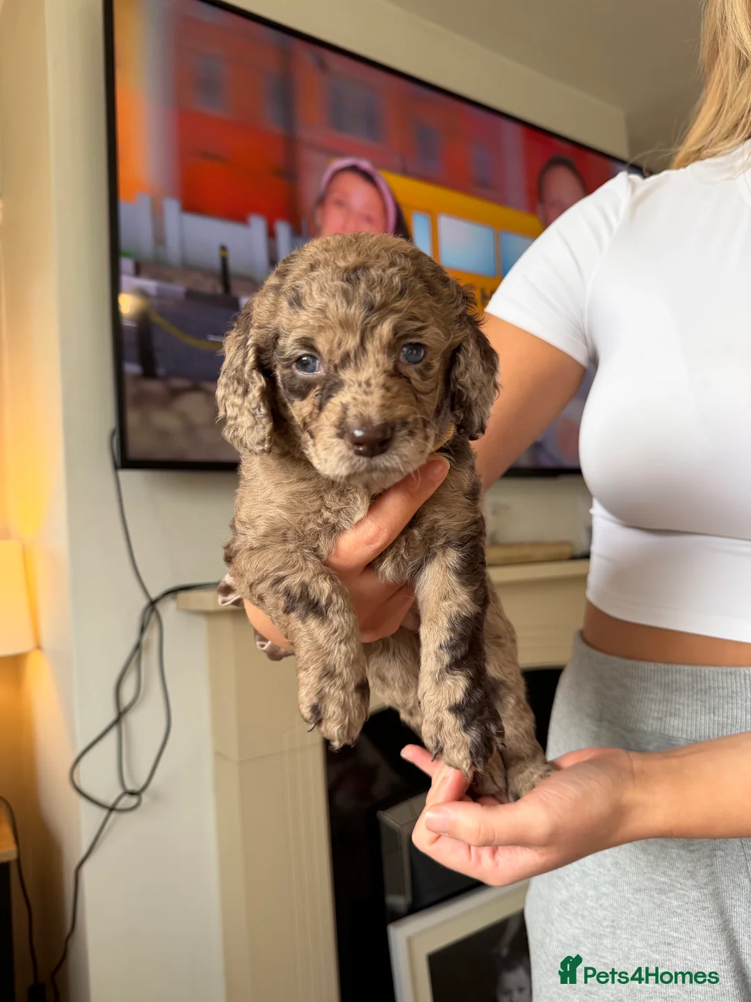 Cockapoo dogs for sale: Cockapoo puppies  - Advert 2