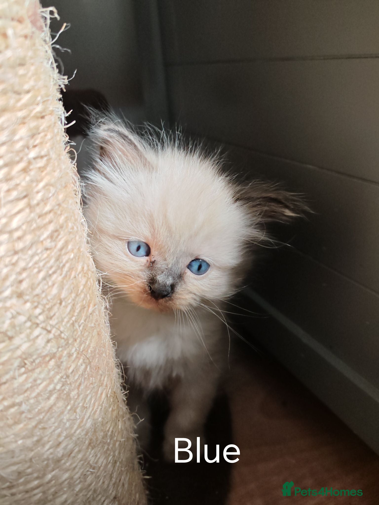 Ragdoll cats ​Beautiful Ragdoll Kittens  Boys & Girls Available - Advert 9