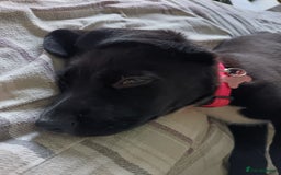 Mixed Breed dogs for sale: Aurora 5 month old German shepard cross - Image 7