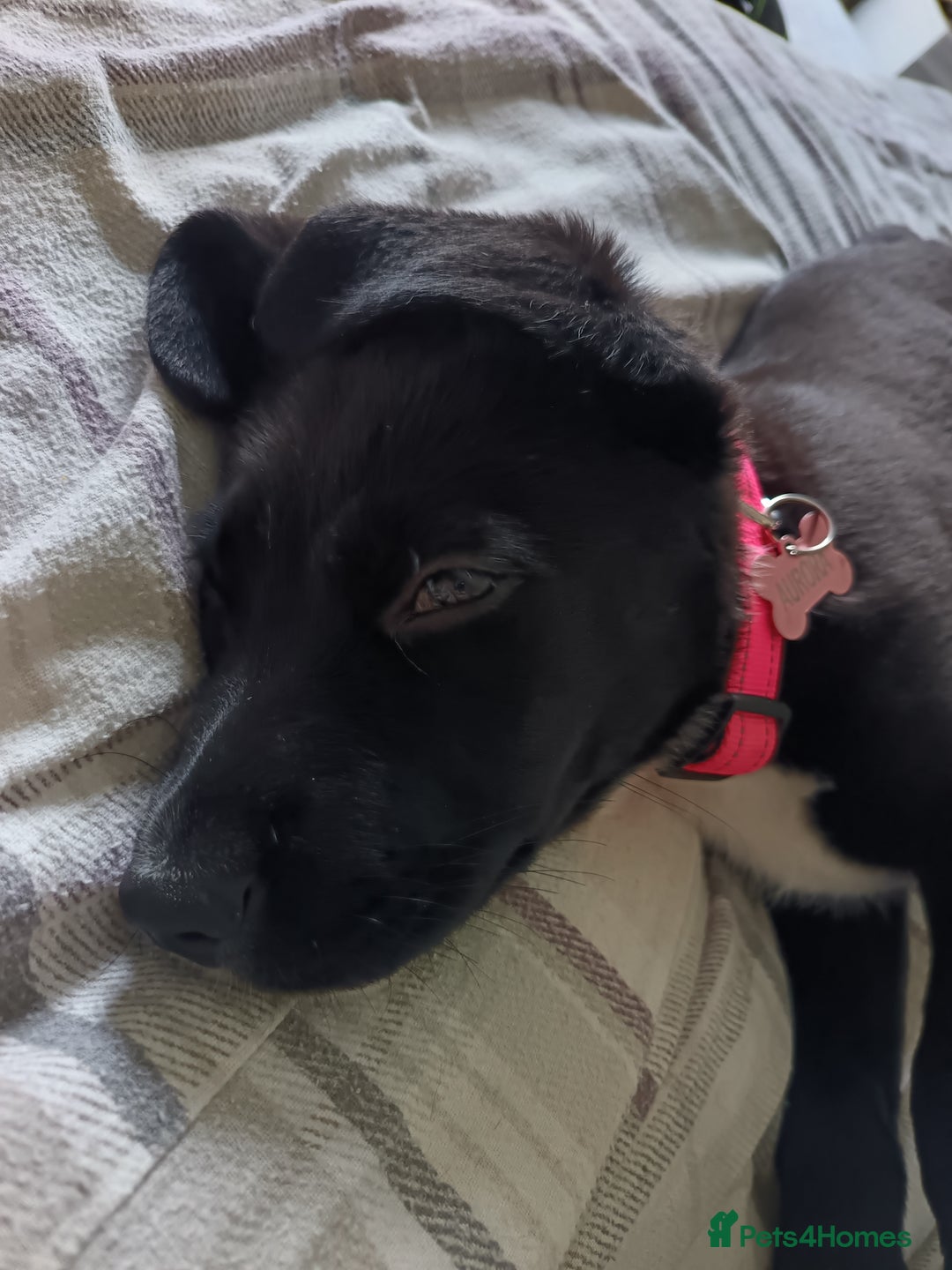 Mixed Breed dogs for sale: Aurora 5 month old German shepard cross - Image 7
