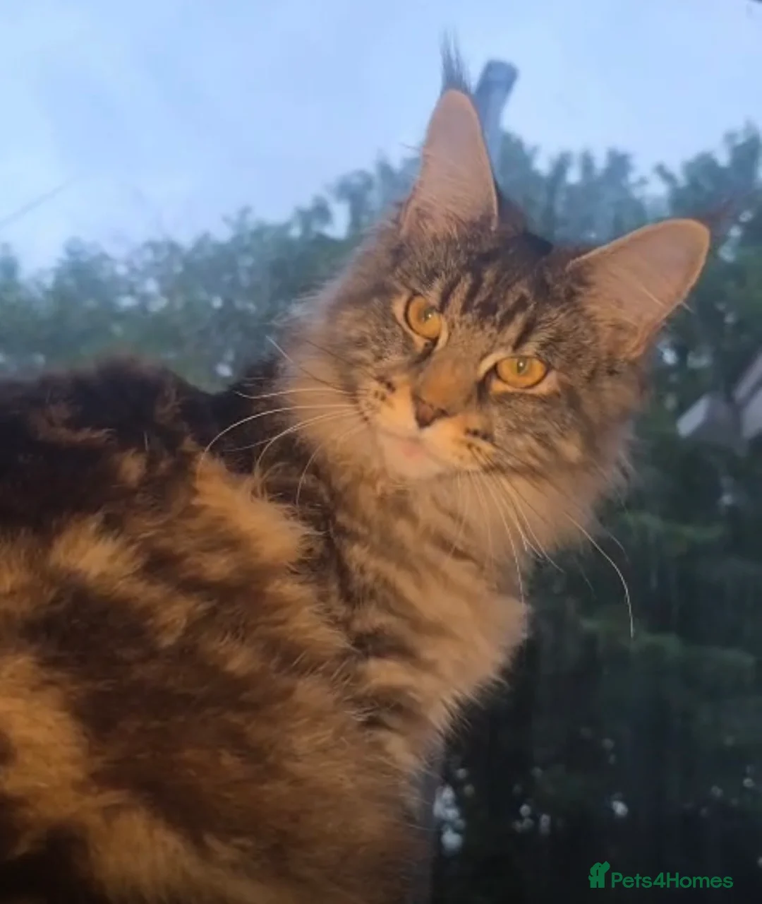 Maine Coon cats for sale: Female Maine coon Kitten 8 months  - Advert 2
