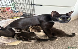 Mixed Breed cats for sale: 3 male kittens - Image 4