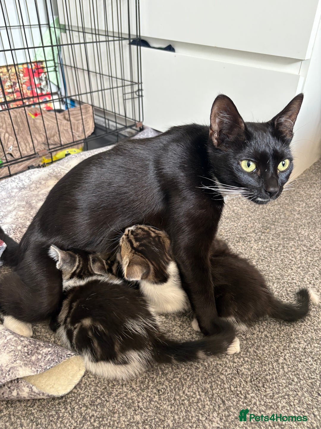 Mixed Breed cats for sale: 3 male kittens - Image 4