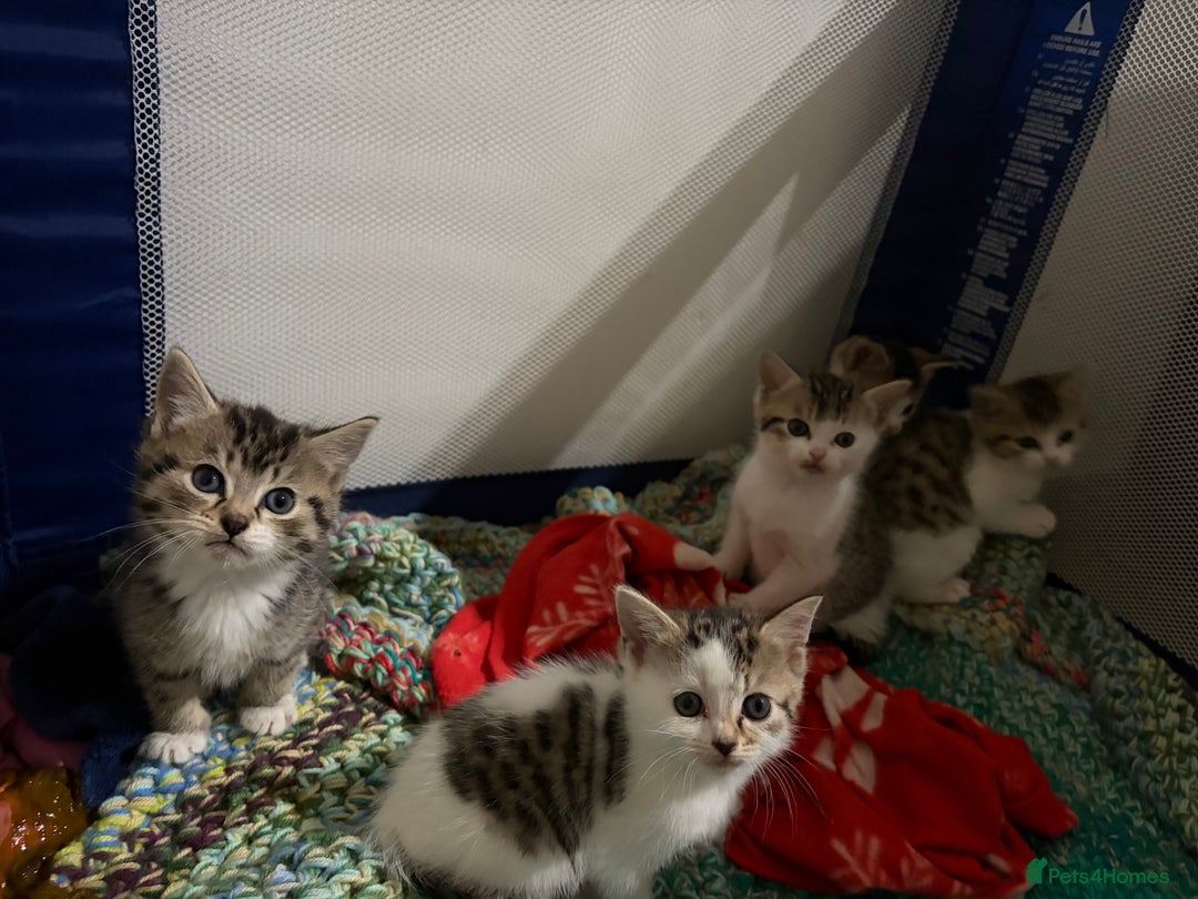 Mixed Breed cats for sale: 5 kittens needing loving home  - Advert 4