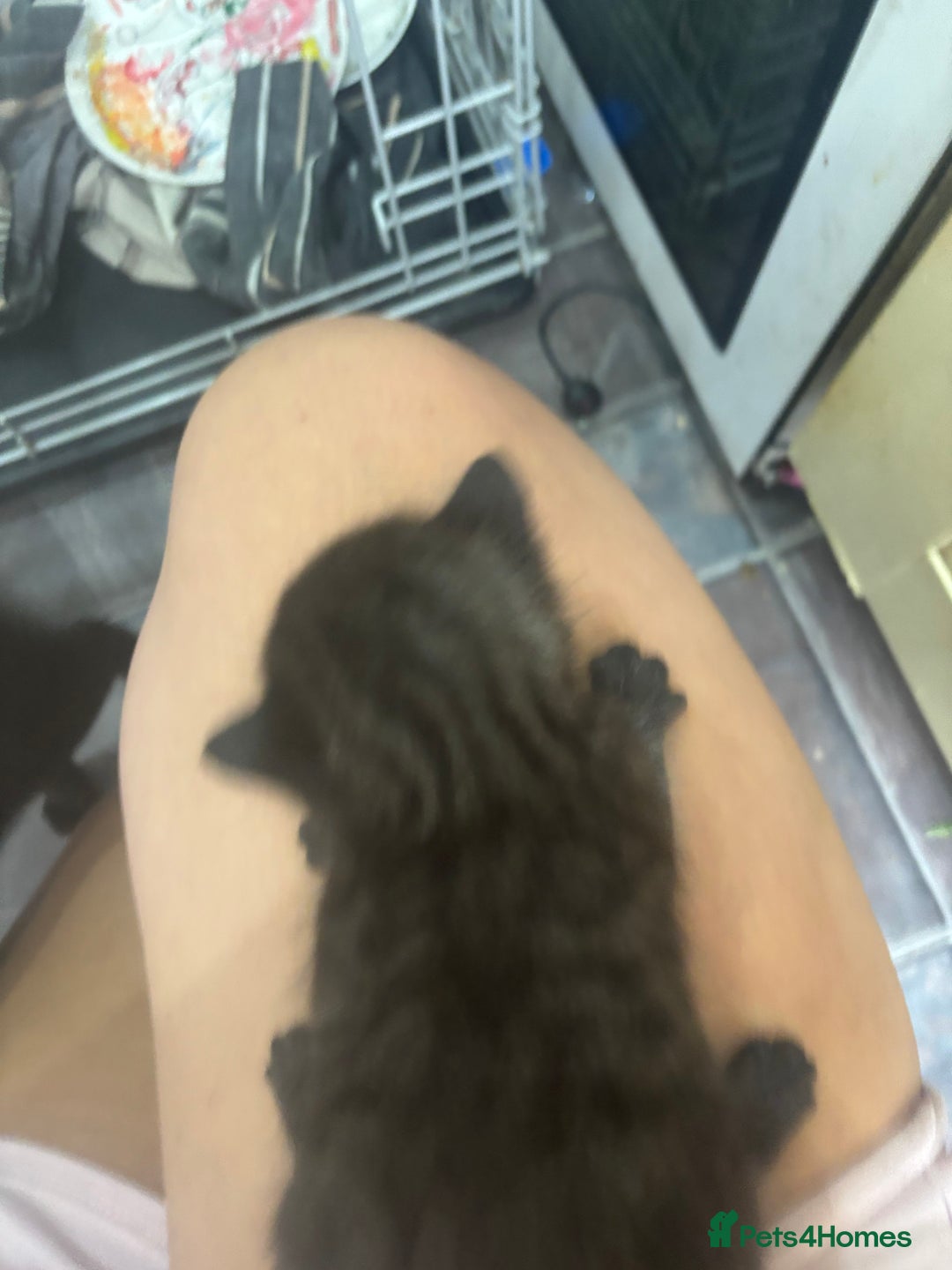 Mixed Breed cats for sale: Mixed breed kittens - Image 4