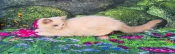 Ragdoll cats for sale: GCCF Registered Ragdoll Kittens  - Advert 21