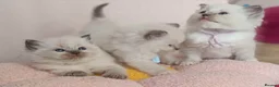 Ragdoll cats for sale: 5Gen Ped Ragdoll Kittens&Ready2Reserve - Advert 8