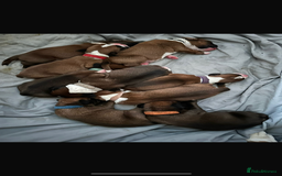 Boxer dogs for stud: Boxer for Stud in Grays - Image 8