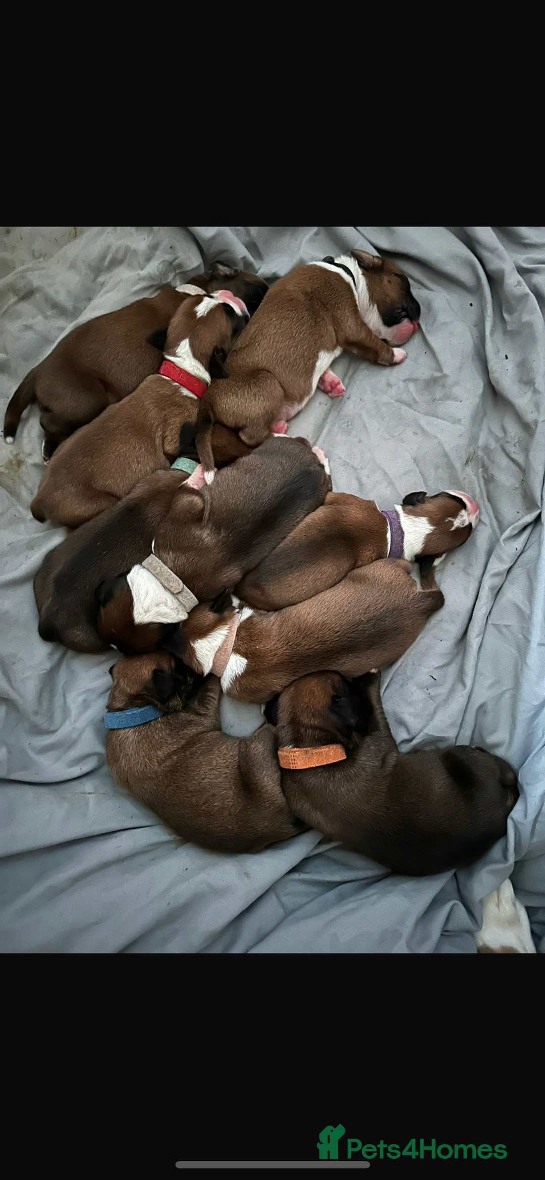 Boxer dogs for stud: Boxer for Stud in Grays - Image 8