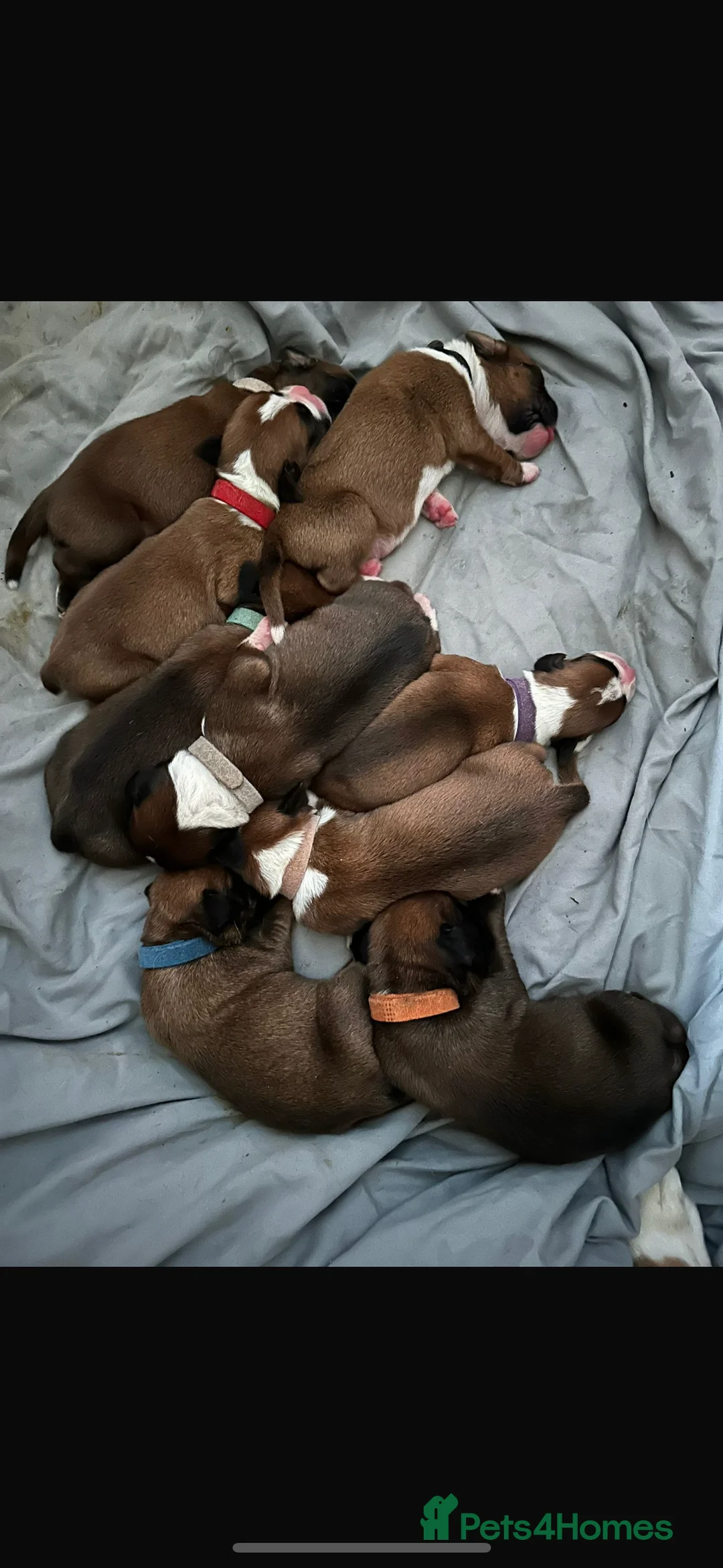 Boxer dogs for stud: Boxer for Stud in Grays - Advert 8