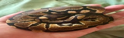 Python Snake reptiles for sale: Ball Python: young/baby  - Advert 1