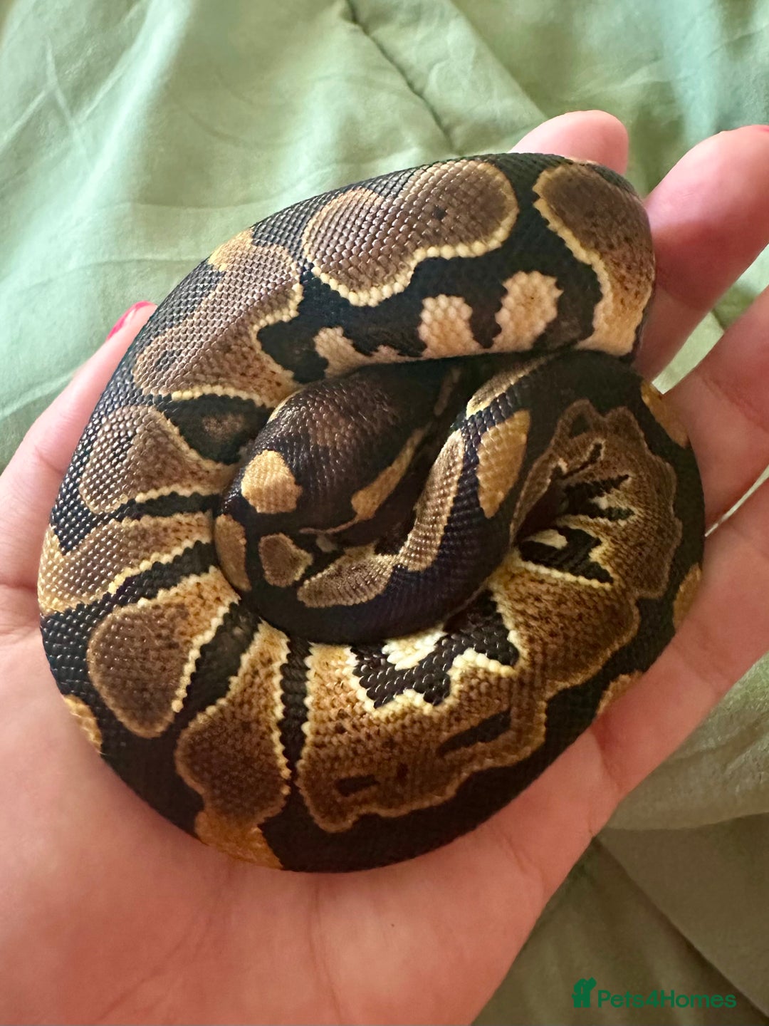 Python Snake reptiles for sale: Ball Python: young/baby  - Advert 1