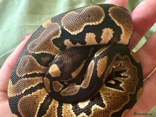 Python Snake reptiles Ball Python: young/baby - Advert 1