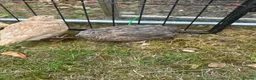 Quail poultry for sale: 6 Quails (very tame and friendly) - Advert 4