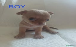 Chihuahua dogs for sale: Chihuahua puppies - Image 8