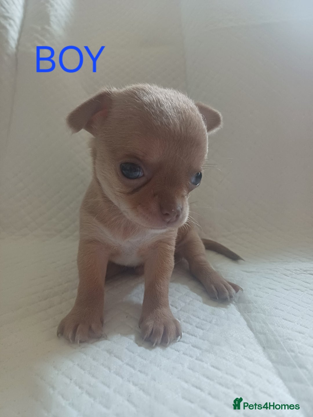 Chihuahua dogs for sale: Chihuahua puppies - Image 8