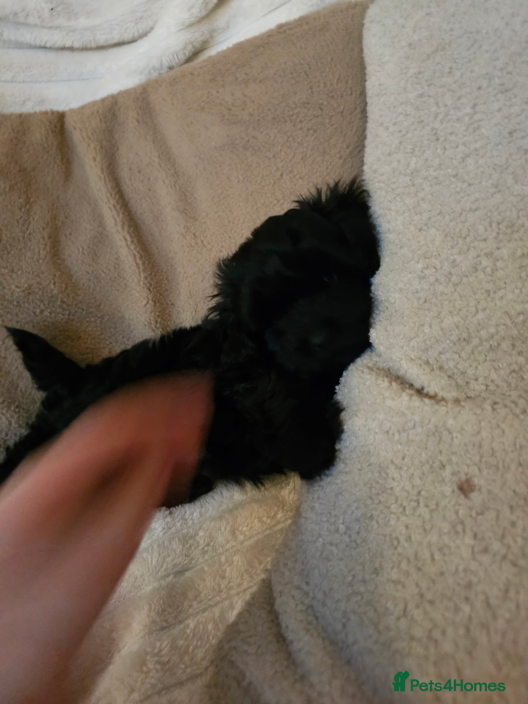 Maltipoo dogs for sale: Adorable rare merle maltipoos  ready no!!w - Advert 11