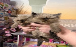 Persian cats for sale: Persians colour point  - Image 2