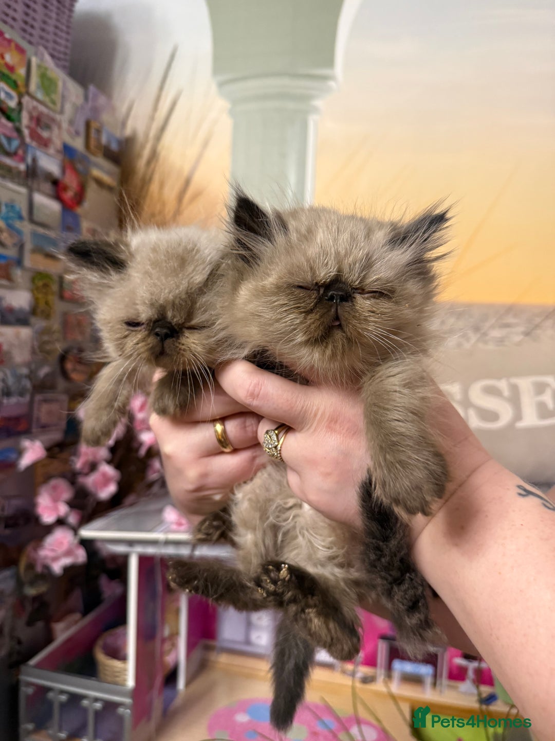 Persian cats for sale: Persians colour point  - Image 2