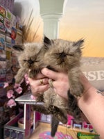 Persian cats - Advert 3