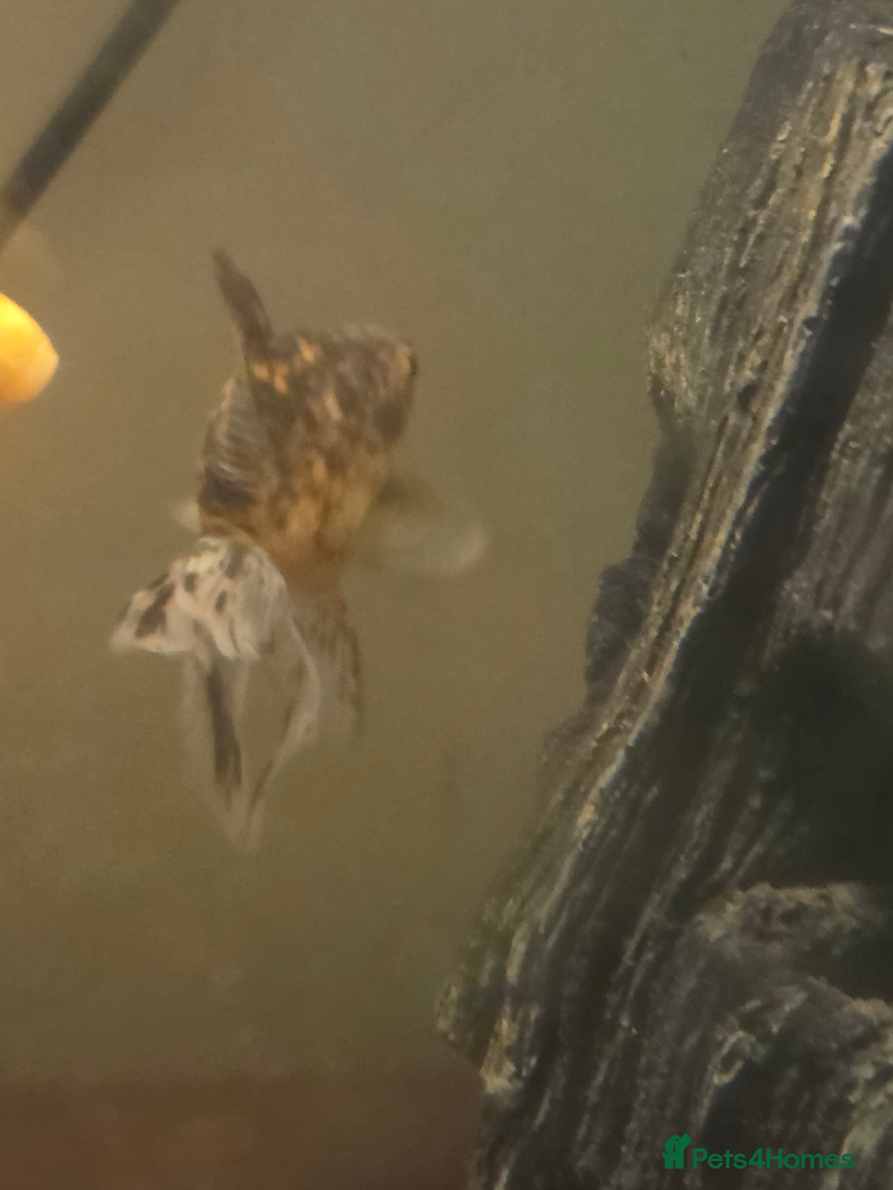 Goldfish fish Male Oranda Twintail - Advert 4