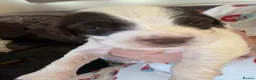 Sprocker dogs for sale: Liver and white sprocker spaniels  - Advert 9