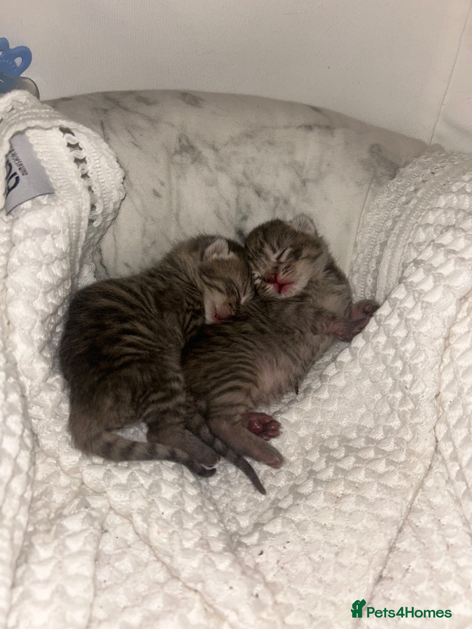 Mixed Breed cats for sale: 4 bengal X kittens in Brixham - Advert 7
