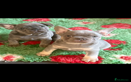 French Bulldog dogs for sale: Amazing Frenchies ready now.  - Image 8