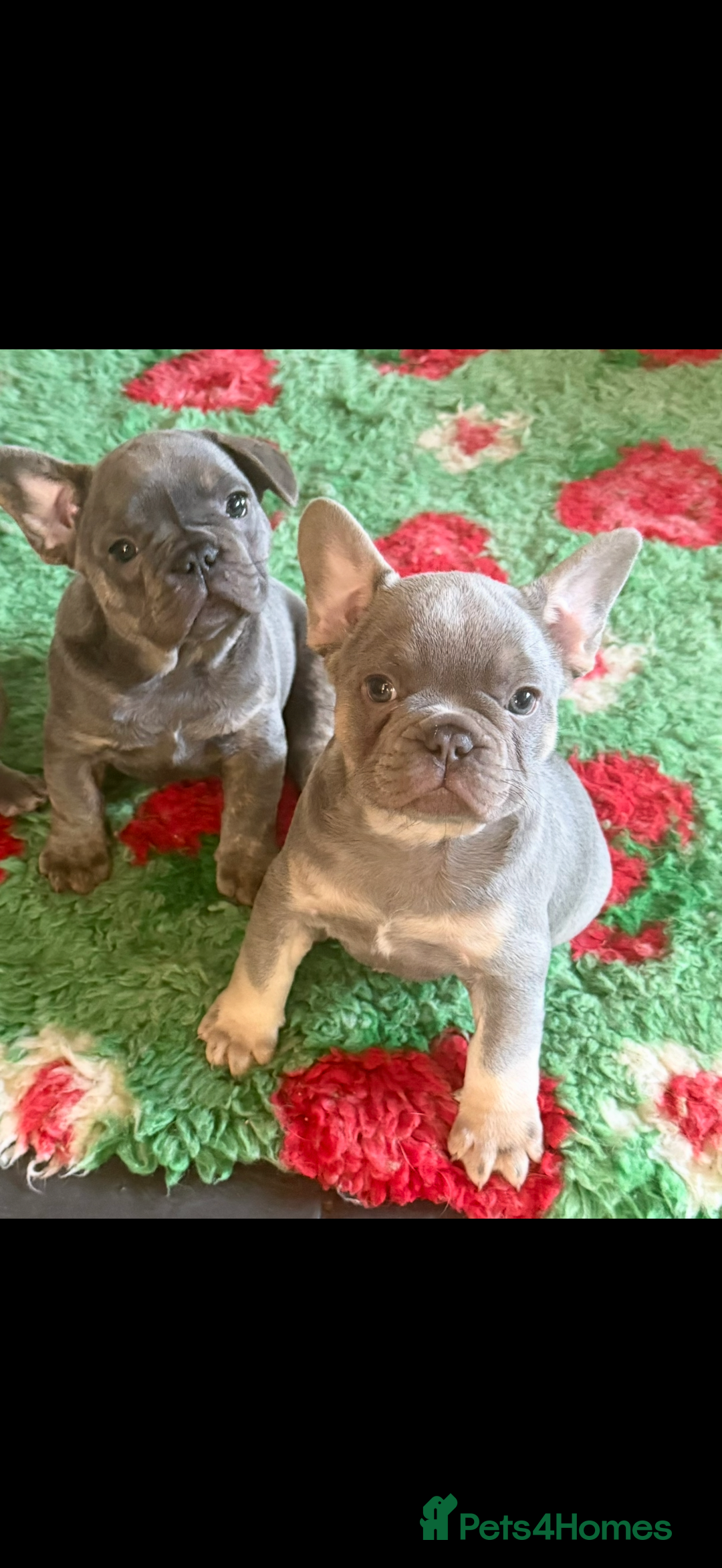 French Bulldog dogs for sale: Amazing Frenchies ready now.  - Image 8