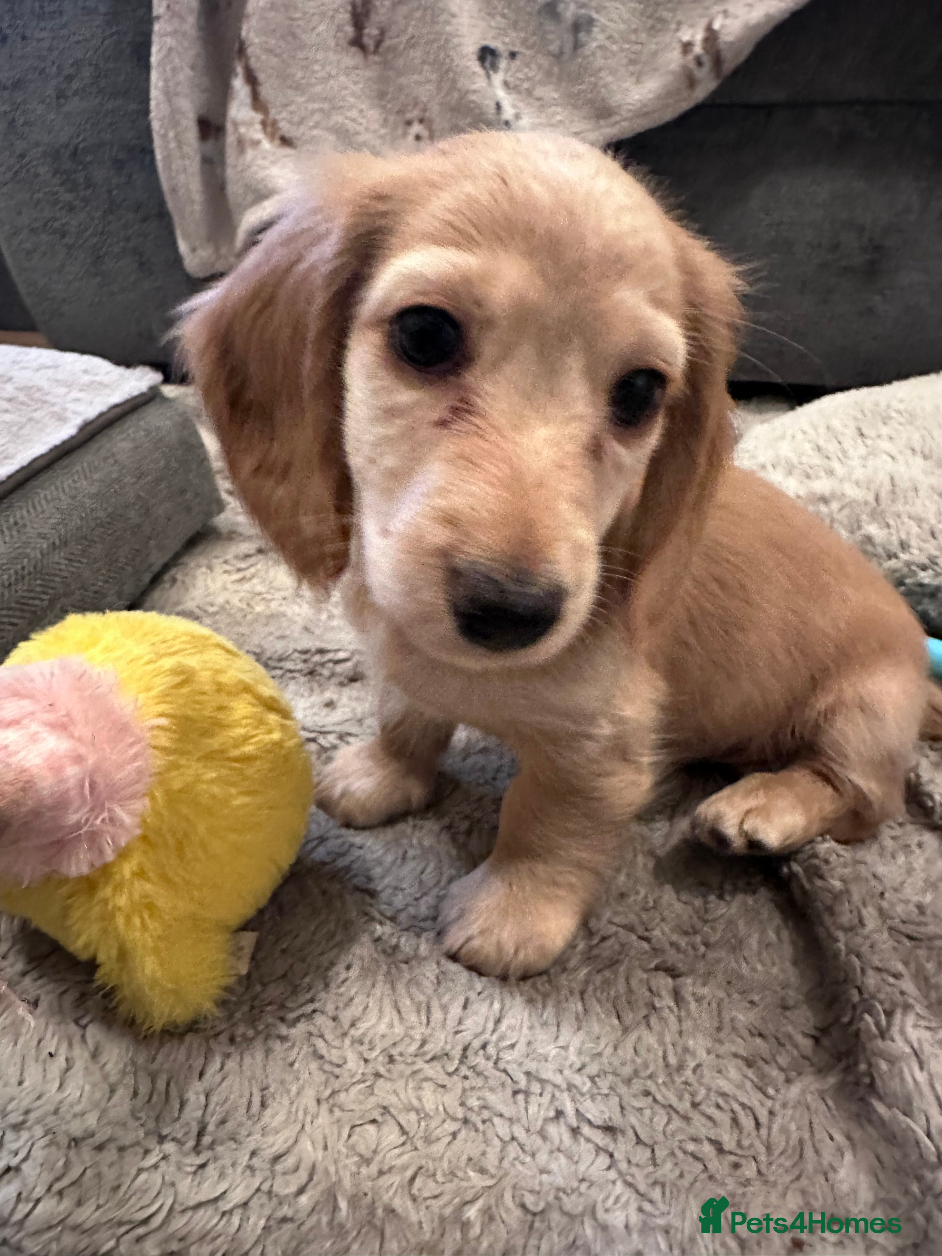Miniature Dachshund dogs for sale: Miniature long haired dachshunds  - Advert 10