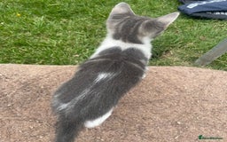 Bengal cats for sale: Two Bengal Cross kittens male and female - Image 9