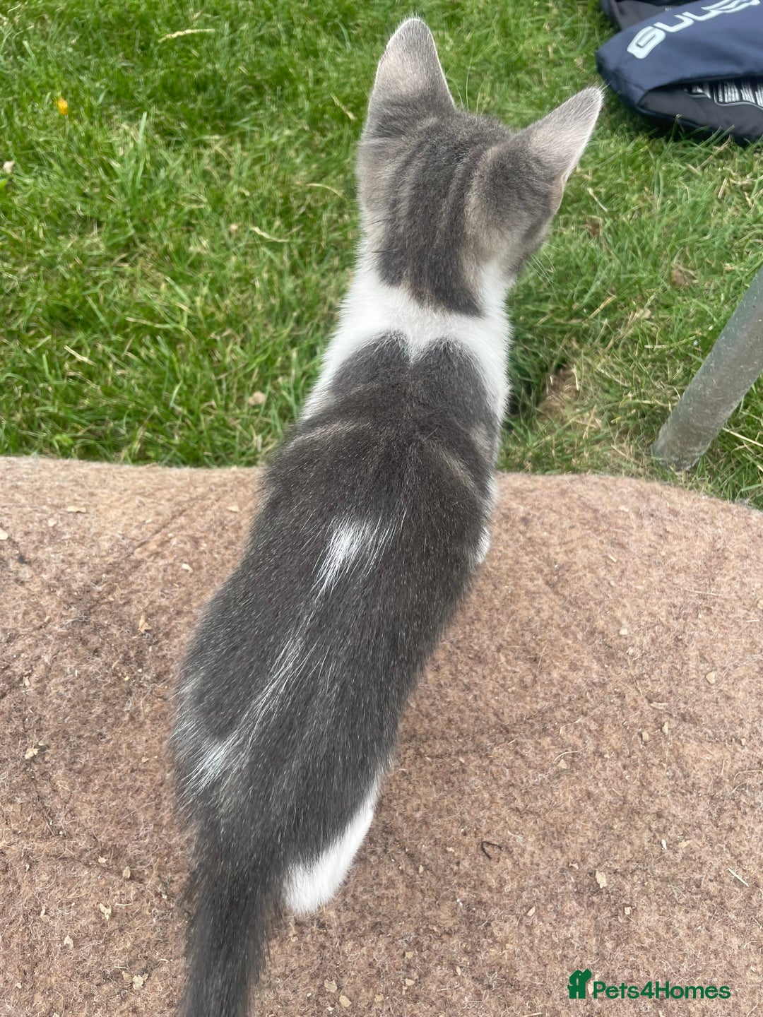 Bengal cats for sale: Two Bengal Cross kittens male and female - Image 9