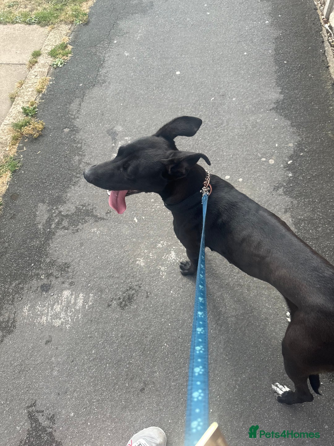 Mixed Breed dogs for sale: Kensi malinois cross Staffordshire bull terrior - Image 5