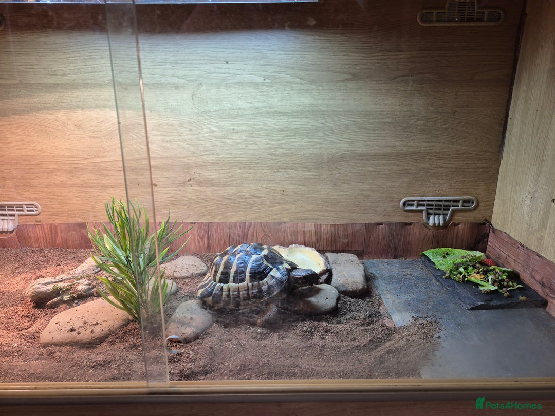 Hermann Tortoise reptiles for sale: beautiful girl  - Advert 3