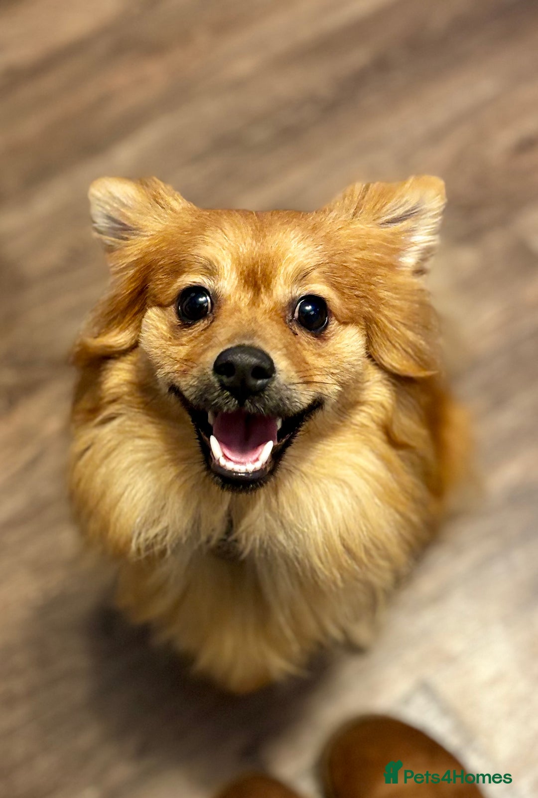 Pomeranian dogs for sale: Teddy - Image 3