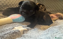 Mixed Breed dogs for sale: French yorkie (frorkie) puppies  - Image 5