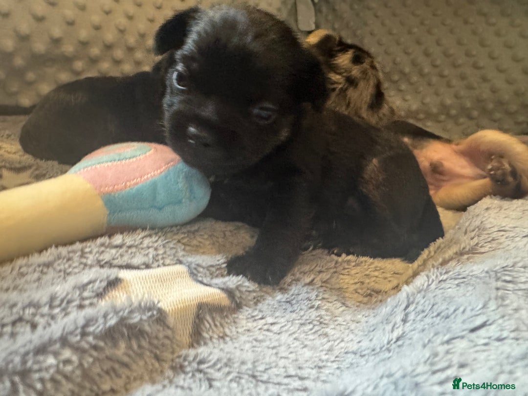 Mixed Breed dogs for sale: French yorkie (frorkie) puppies  - Image 5
