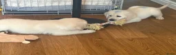 Golden Retriever dogs for sale: Pure Gentle Golden Retriever puppies  - Advert 4