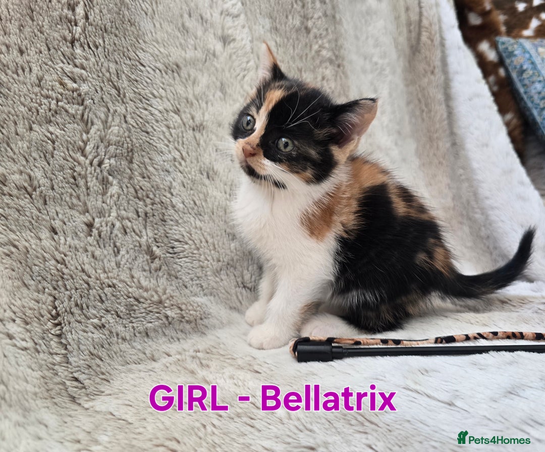 British Shorthair cats for sale: ☆AVAILABLE NOW☆ 5 half/British Shorthair kittens - Image 5