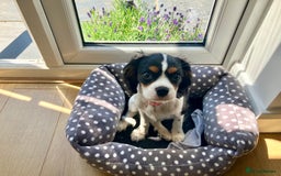 Cavalier King Charles Spaniel dogs for sale: Beautiful Cavalier King Charles Spaniel Puppy, F - Image 3
