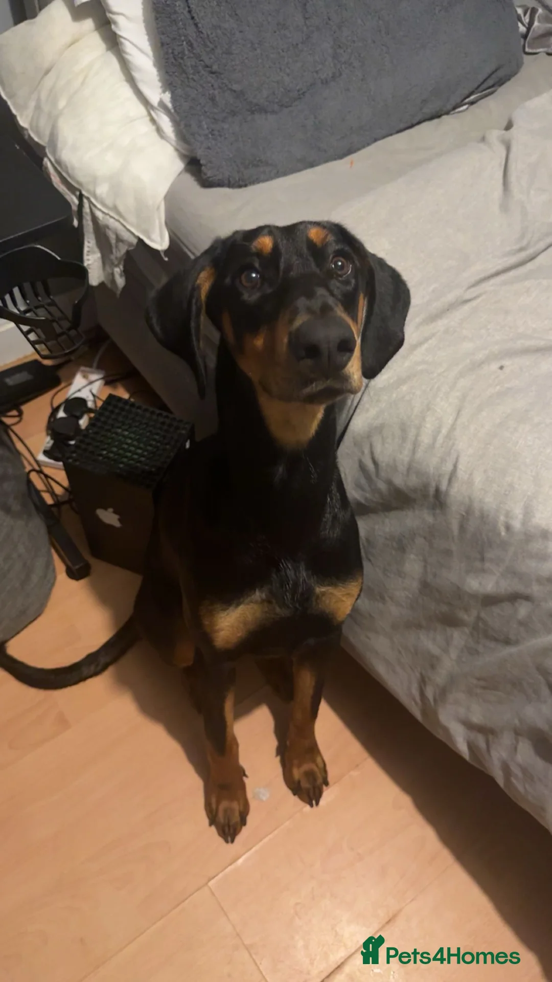 Dobermann dogs for sale: Doberman  in Paisley - Advert 5