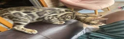 Bengal cats for sale: Bengal kitten GCCF registred  - Advert 8