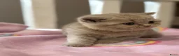 British Shorthair cats for sale: British Shorthair Girls Cinnamon & Lilac - Advert 7