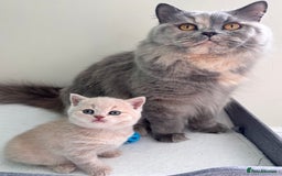 British Longhair cats for sale: **GCCF Registered British Shorthair Kitten** - Image 8