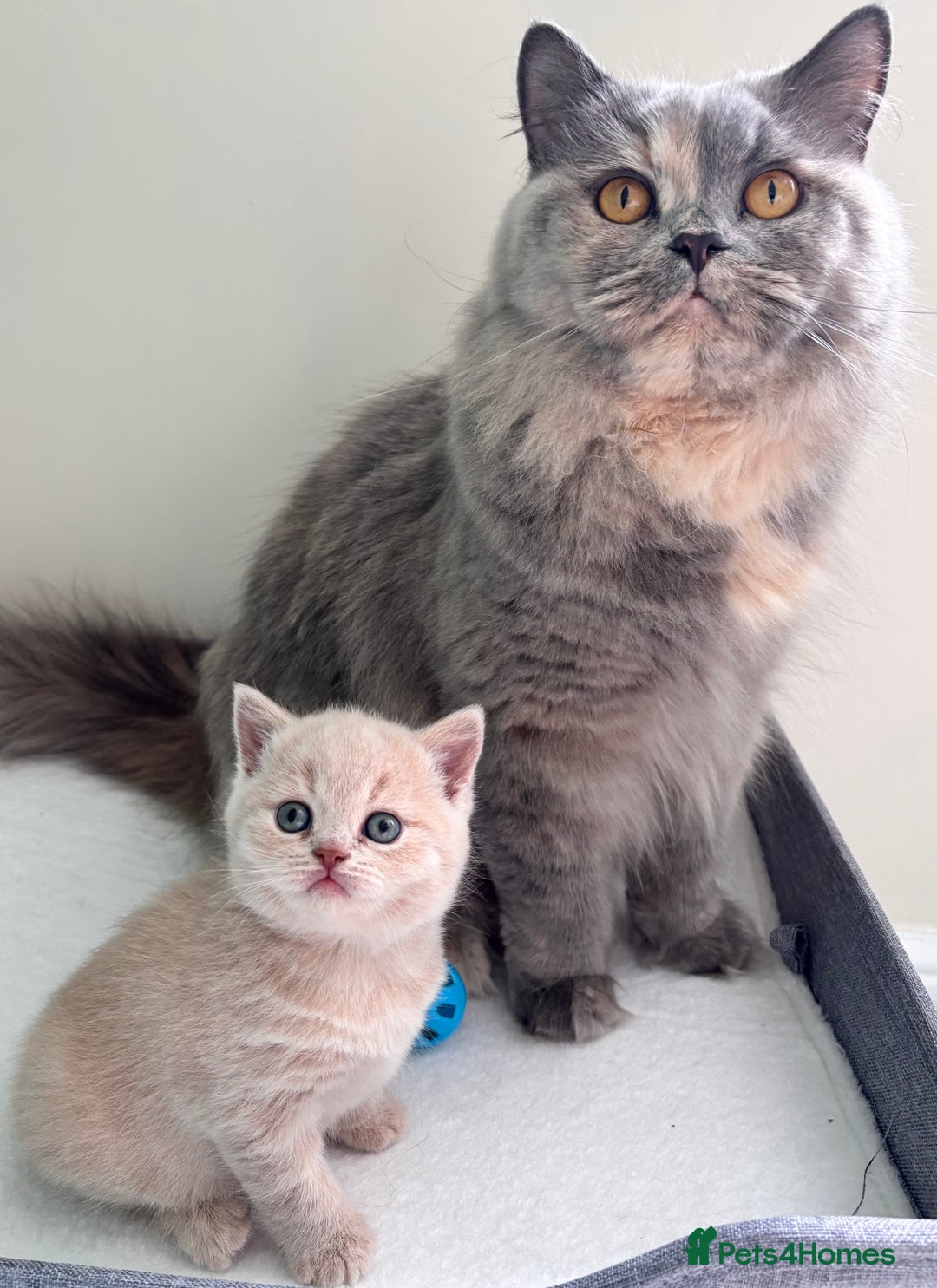 British Longhair cats for sale: **GCCF Registered British Shorthair Kitten** - Image 8