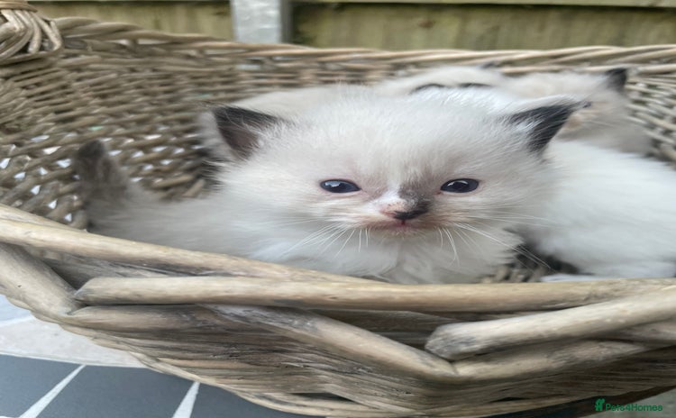 Ragdoll cats - Advert 13