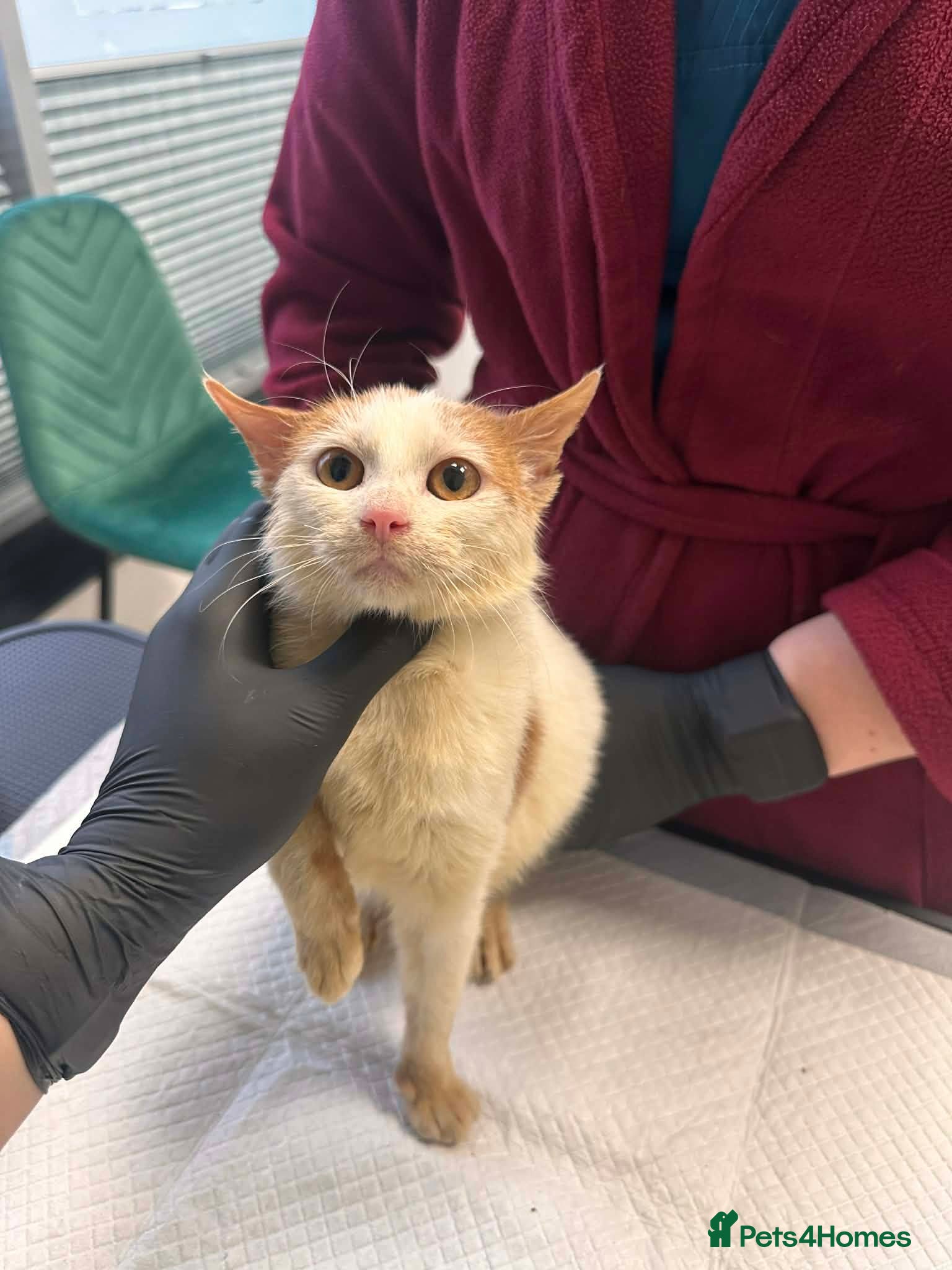 Mixed Breed cats Apricot for adoption - Advert 1