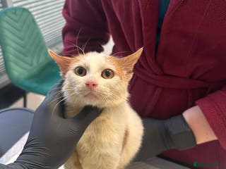 Mixed Breed cats Apricot for adoption - Advert 9